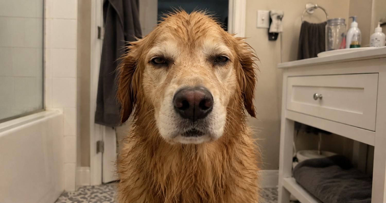 Why your dog smells again two days after a bath