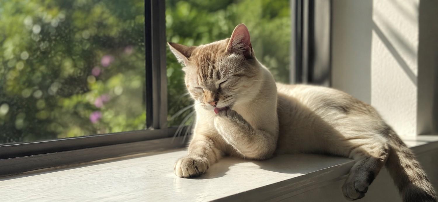 Why your cat's coat needs different support than a dog's
