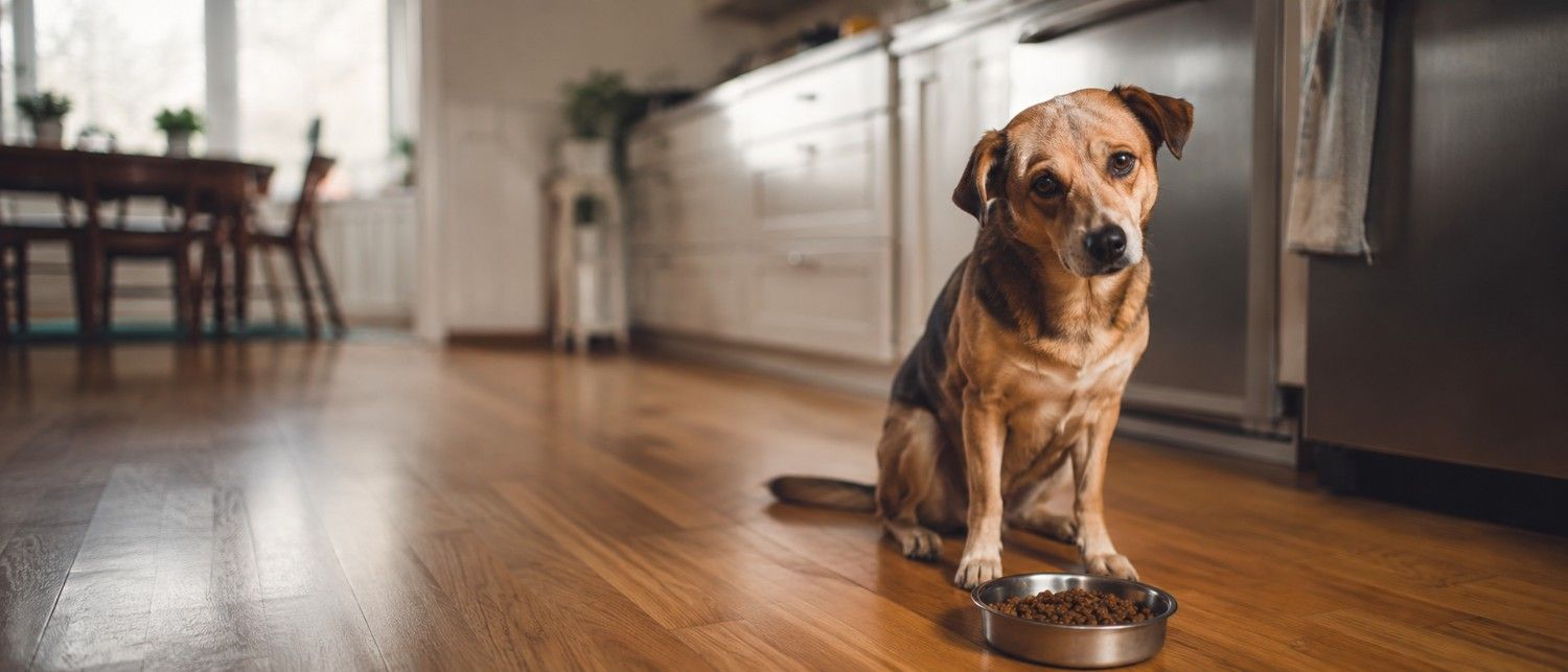 How to get a picky dog to actually take a supplement