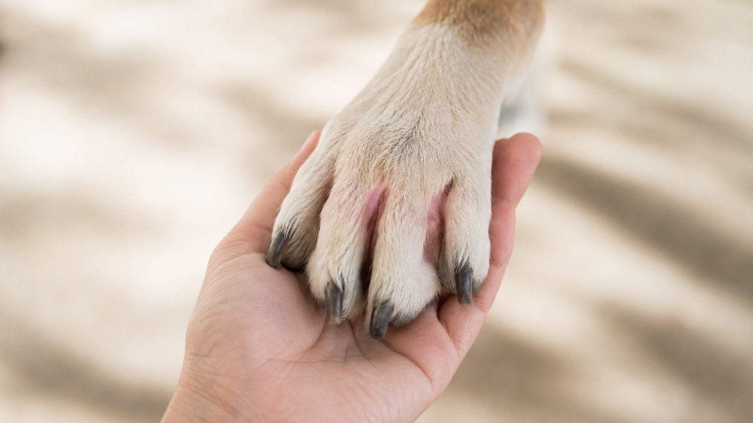Why your dog keeps licking their paws (and what you can actually do about It)