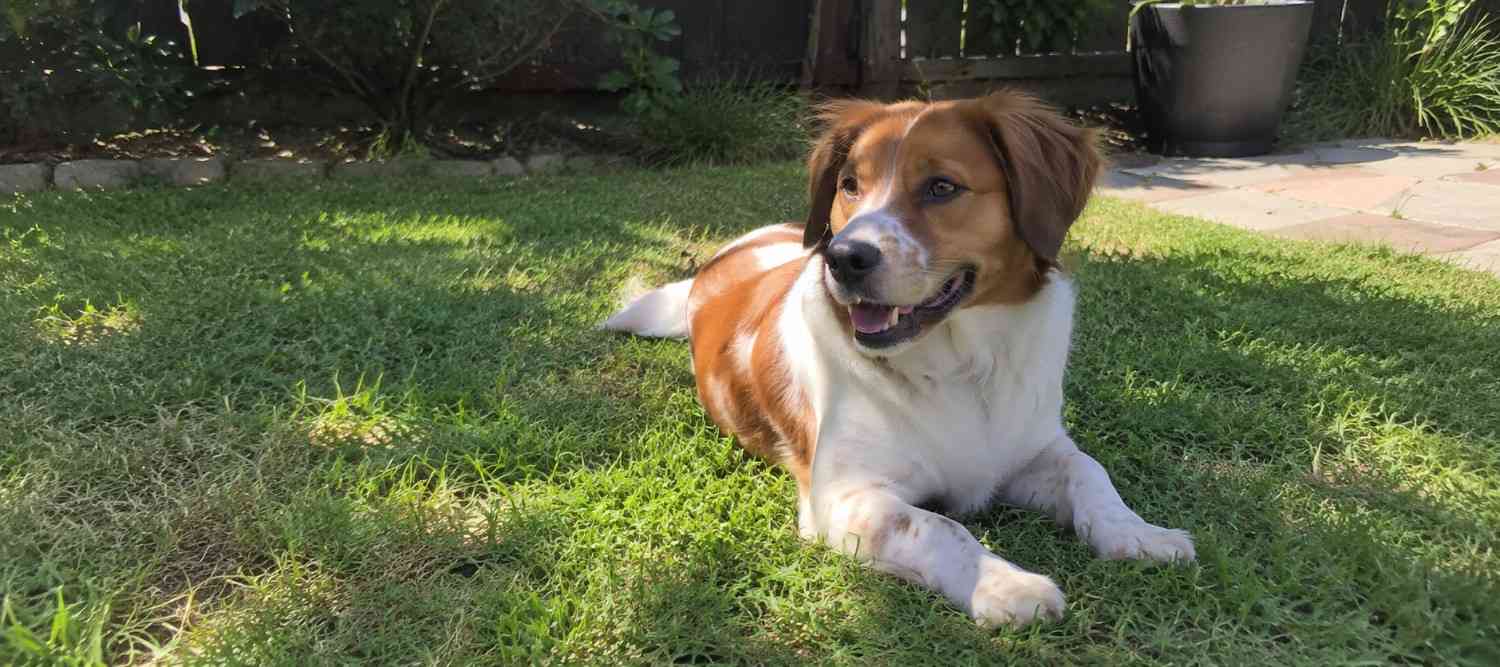 Probiotics or oils for an itchy dog: Which one actually helps the skin?