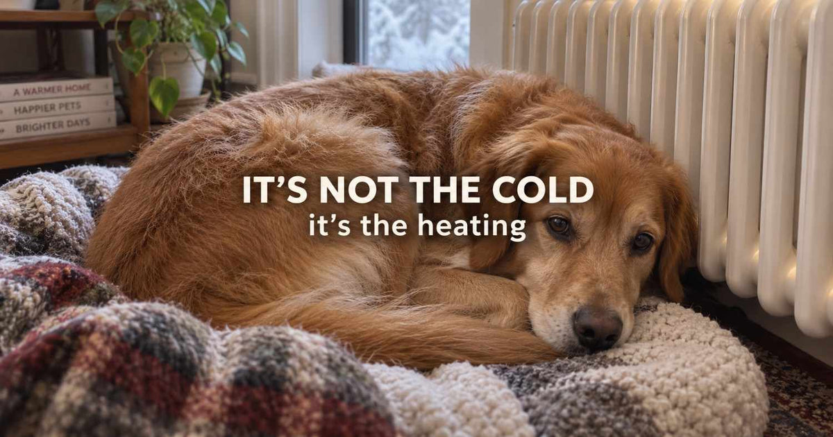 Winter hasn't hit yet, but your dog's skin is about to feel it