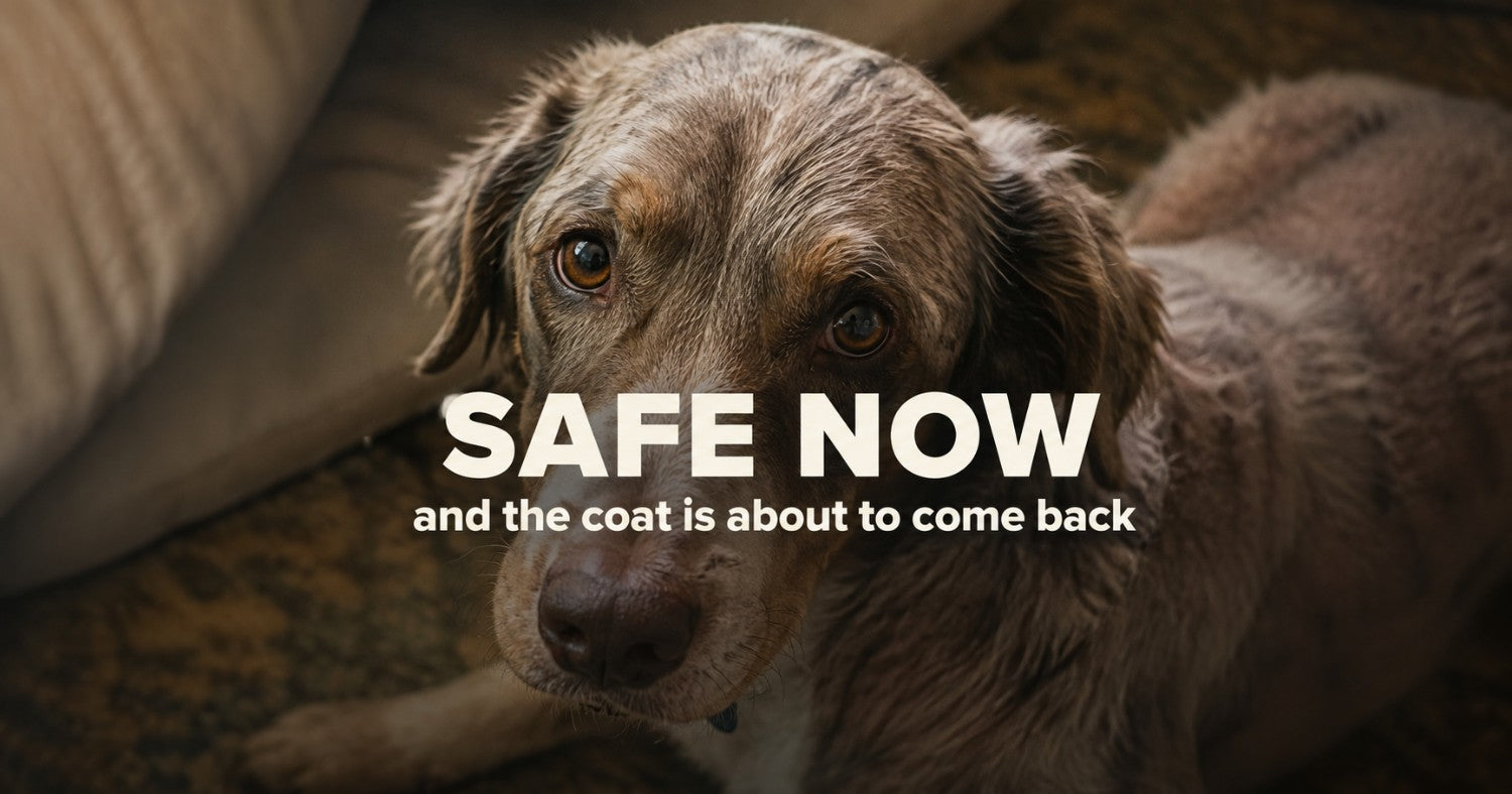 Why your rescue dog's coat looks rough (and how it recovers)