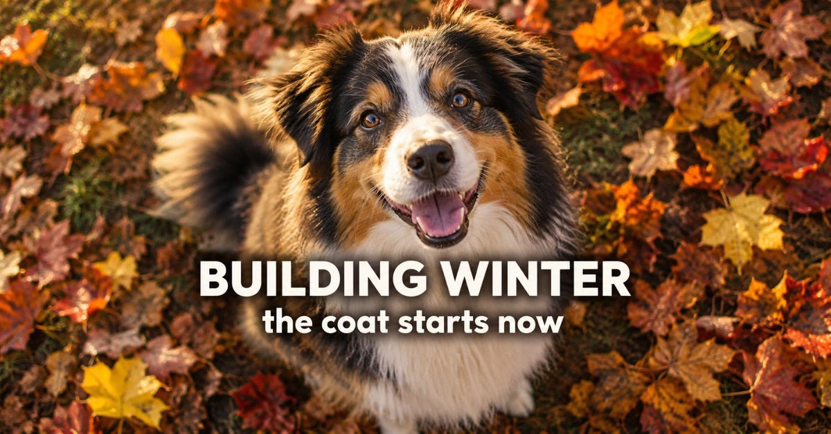 Your dog is building their winter coat right now
