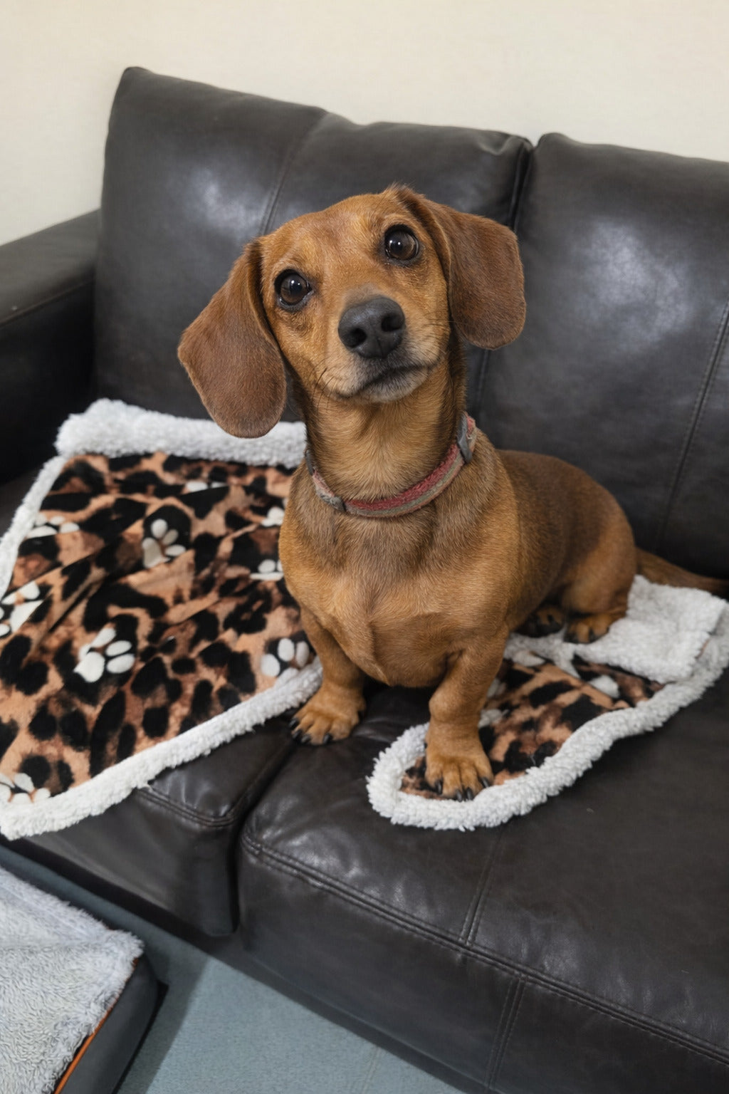 Small dog sitting on a black leather couch with a leopard print blanket - ZenPaw - CoatRestore